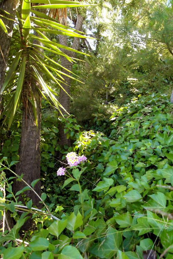 Wildgarten